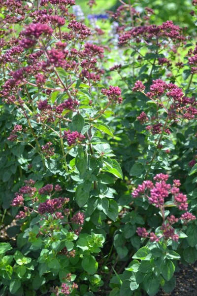Marjolein Origanum laevigatum 'Herrenhausen' 5-10 Pot P9 Origanum laevigatum 'Herrenhausen'
