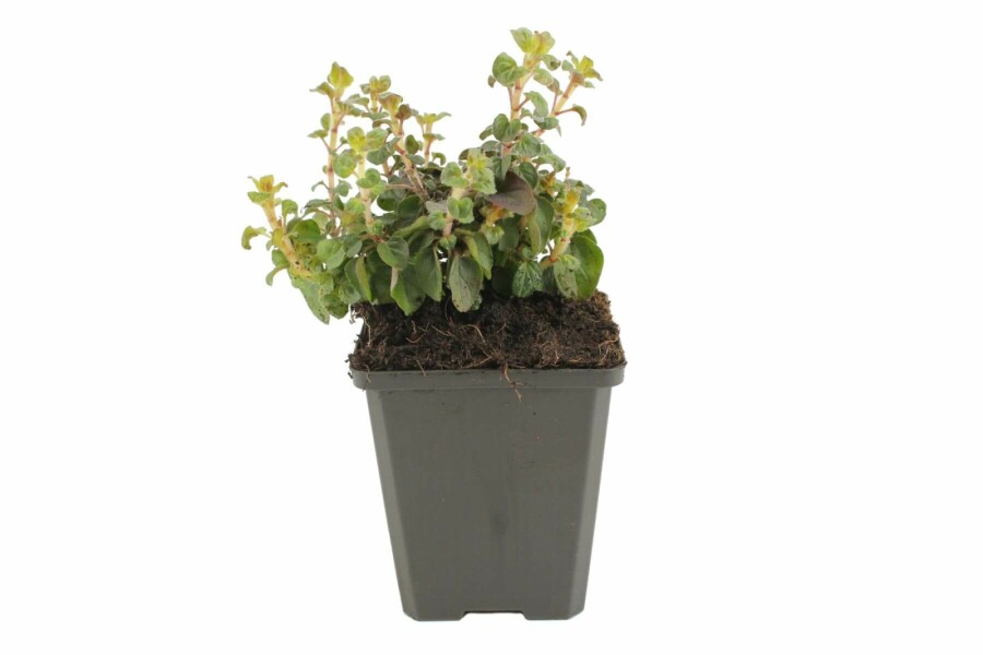 Marjolein Origanum laevigatum 'Herrenhausen' 5-10 Pot P9 Origanum laevigatum 'Herrenhausen'