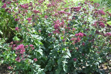 Marjolein Origanum laevigatum 'Herrenhausen' 5-10 Pot P9