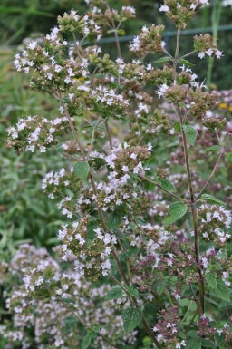 Origanum vulgare