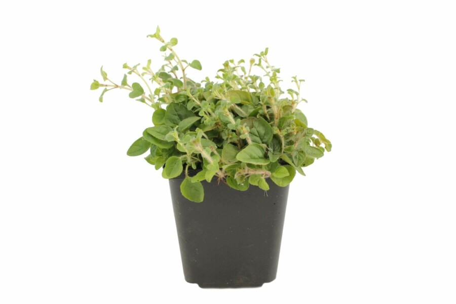 Oregano Origanum vulgare 5-10 Pot P9 Origanum vulgare