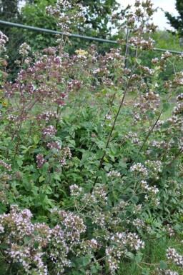 Oregano Origanum vulgare 5-10 Pot P9 Origanum vulgare