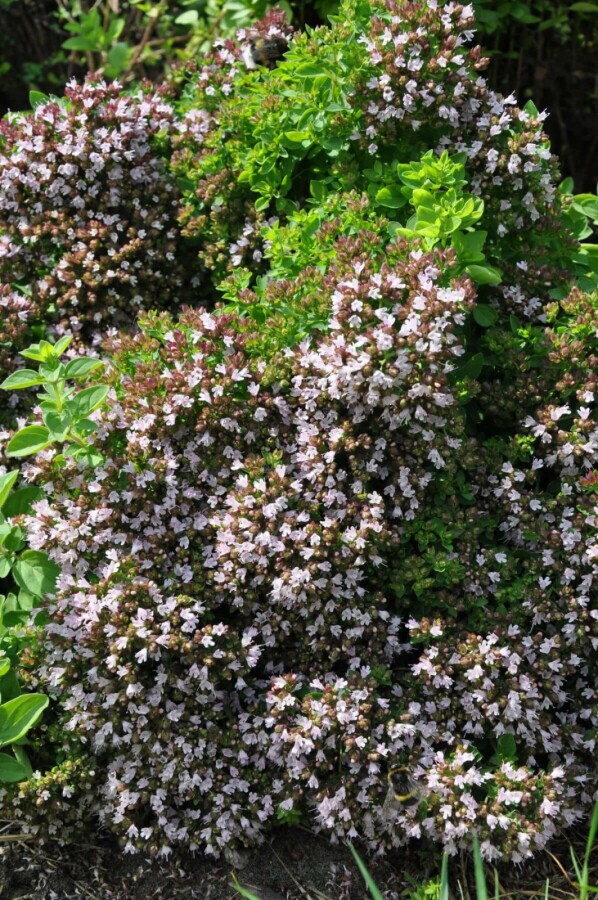 Oregano Origanum vulgare 'Compactum' 5-10 Pot P9 Origanum vulgare 'Compactum'