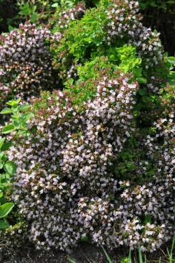 Oregano Origanum vulgare 'Compactum' 5-10 Pot P9 Origanum vulgare 'Compactum'