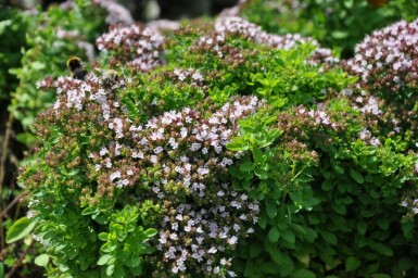 Oregano Origanum vulgare 'Compactum' 5-10 Pot P9 Origanum vulgare 'Compactum'