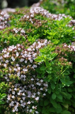 Oregano Origanum vulgare 'Compactum' 5-10 Pot P9 Origanum vulgare 'Compactum'