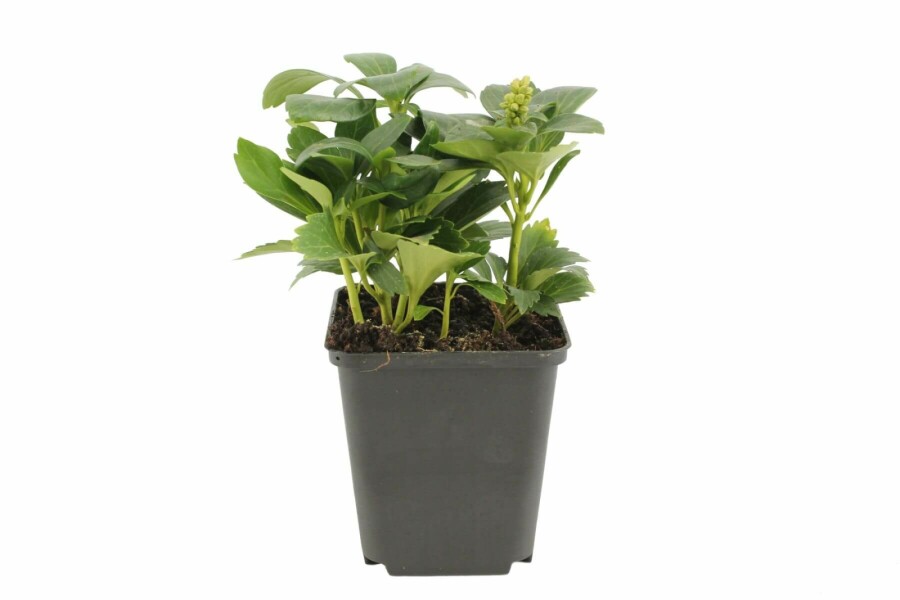 Schaduwkruid Pachysandra terminalis 'Green Carpet' 5-10 Pot P9 Pachysandra terminalis 'Green Carpet'