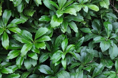 Schaduwkruid Pachysandra terminalis 'Green Carpet' 5-10 Pot P9 Pachysandra terminalis 'Green Carpet'