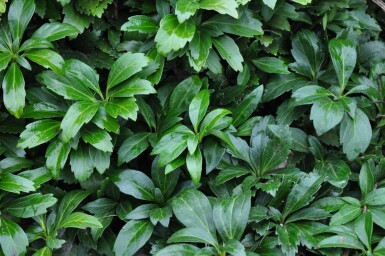 Schaduwkruid Pachysandra terminalis 'Green Carpet' 5-10 Pot P9 Pachysandra terminalis 'Green Carpet'