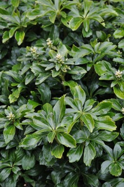 Schaduwkruid Pachysandra terminalis 'Green Sheen' 15-20 Pot C3 Pachysandra terminalis 'Green Sheen'