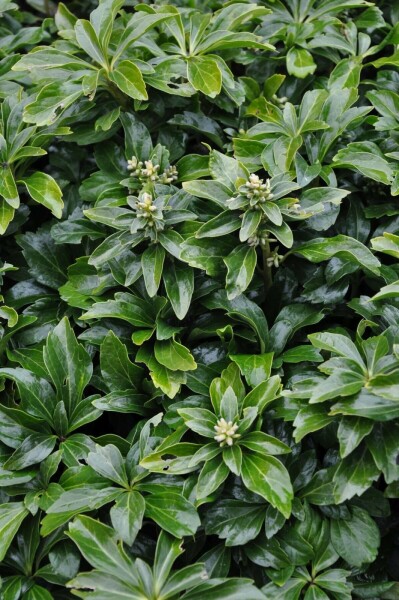 Schaduwkruid Pachysandra terminalis 'Green Sheen' 5-10 Pot P9 Pachysandra terminalis 'Green Sheen'