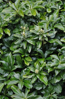 Schaduwkruid Pachysandra terminalis 'Green Sheen' 5-10 Pot P9 Pachysandra terminalis 'Green Sheen'