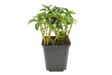 Schaduwkruid Pachysandra terminalis 'Green Sheen' 5-10 Pot P9 Pachysandra terminalis 'Green Sheen'