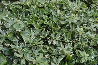 Bontbladige Schaduwkruid Pachysandra terminalis 'Variegata' 5-10 Pot P9 Pachysandra terminalis 'Variegata'