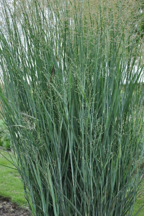 Vingergras Panicum virgatum 'Heavy Metal' 10-15 Pot C2 Panicum virgatum 'Heavy Metal'