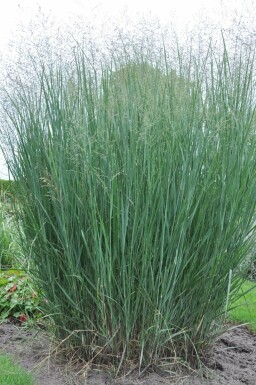 Vingergras Panicum virgatum 'Heavy Metal' 5-10 Pot P9 Panicum virgatum 'Heavy Metal'