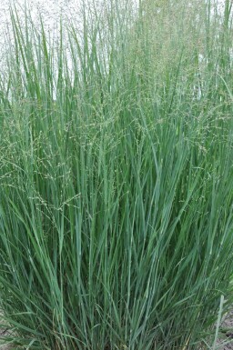 Vingergras Panicum virgatum 'Heavy Metal' 5-10 Pot P9 Panicum virgatum 'Heavy Metal'