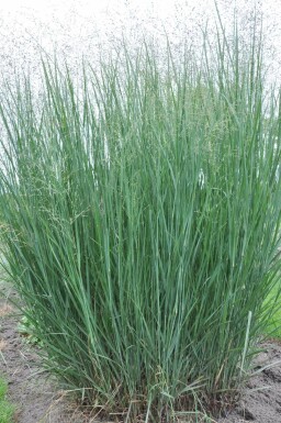 Vingergras Panicum virgatum 'Heavy Metal' 5-10 Pot P9 Panicum virgatum 'Heavy Metal'