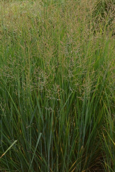 Vingergras Panicum virgatum 'Prairy Sky' 5-10 Pot P9 Panicum virgatum 'Prairy Sky'