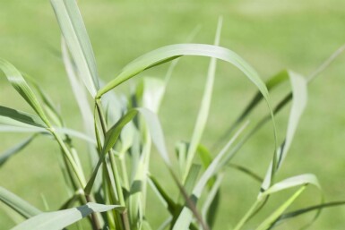 Vingergras Panicum virgatum 'Squaw' 5-10 Pot P9