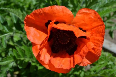 Oosterse klaproos Papaver orientale 'Allegro' 5-10 Pot P9 Papaver orientale 'Allegro'