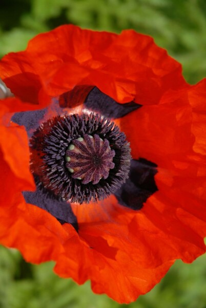 Oosterse klaproos Papaver orientale 'Brilliant' 5-10 Pot P9 Papaver orientale 'Brilliant'