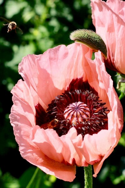 Klaproos Papaver orientale 'Princess Victoria Louise' 5-10 Pot P9 Papaver orientale 'Princess Victoria Louise'