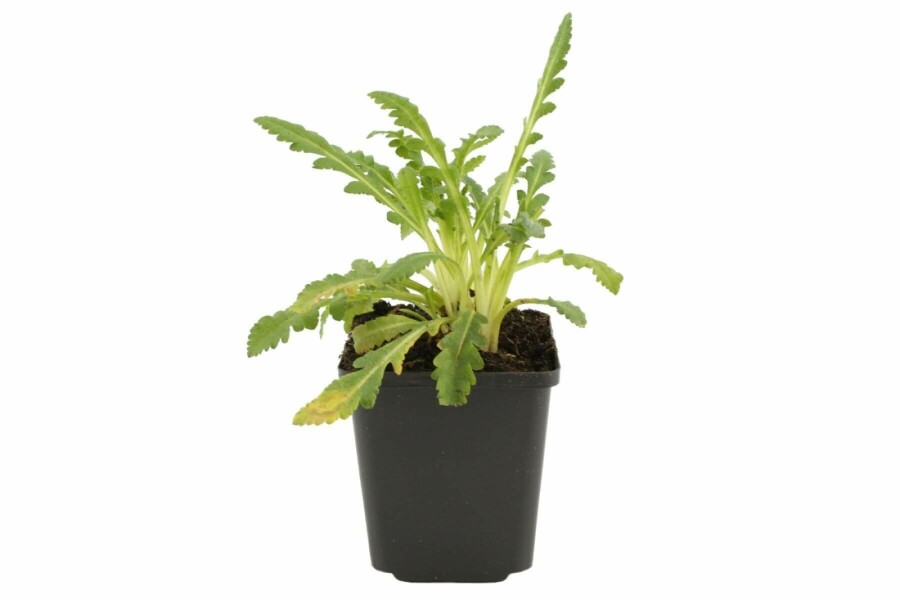 Klaproos Papaver orientale 'Princess Victoria Louise' 5-10 Pot P9 Papaver orientale 'Princess Victoria Louise'