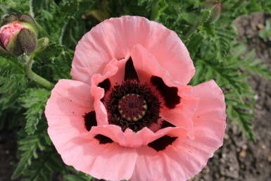 Klaproos Papaver orientale 'Princess Victoria Louise' 5-10 Pot P9 Papaver orientale 'Princess Victoria Louise'