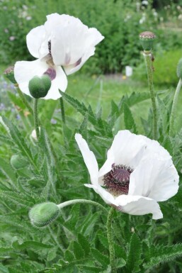 Klaproos Papaver orientale 'Royal Wedding' 5-10 Pot P9 Papaver orientale 'Royal Wedding'