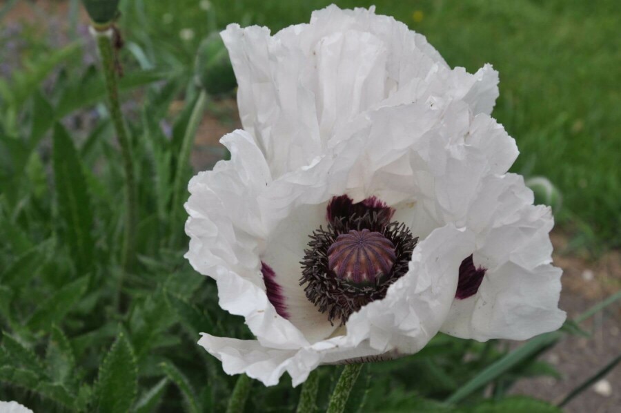 Klaproos Papaver orientale 'Royal Wedding' 5-10 Pot P9 Papaver orientale 'Royal Wedding'