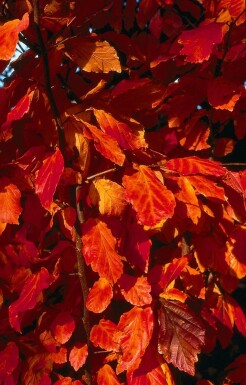 Perzisch IJzerhout Parrotia persica Struik 60-80 Pot C3