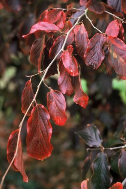 Perzisch IJzerhout Parrotia persica Struik 60-80 Pot C3