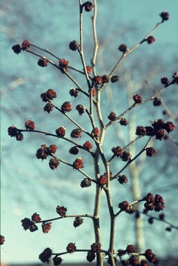 Perzisch IJzerhout Parrotia persica Struik 60-80 Pot C3