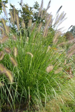 Lampenpoetsersgras Pennisetum alopecuroides 5-10 Pot P9