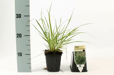 Lampenpoetsersgras Pennisetum alopecuroides 5-10 Pot P9 Pennisetum alopecuroides