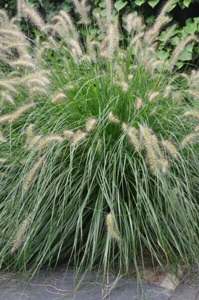 Lampenpoetsersgras Pennisetum alopecuroides 'Hameln' 10-15 Pot C2 Pennisetum alopecuroides 'Hameln'