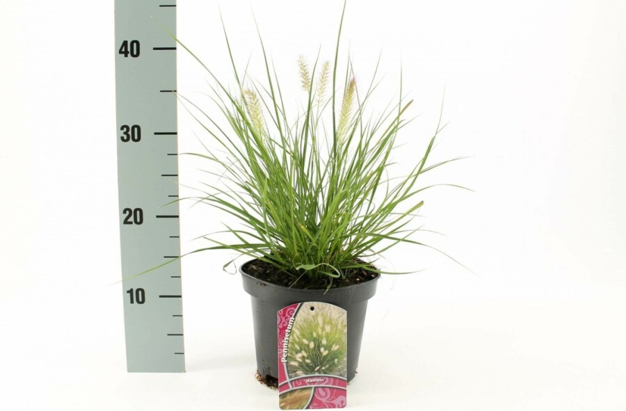 Lampenpoetsersgras Pennisetum alopecuroides 'Hameln' 10-15 Pot C2 Pennisetum alopecuroides 'Hameln'