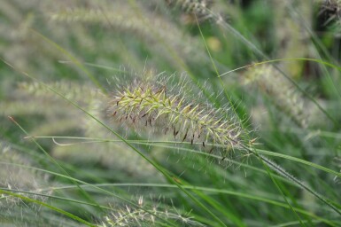 Lampenpoetsersgras Pennisetum alopecuroides 'Hameln' 10-15 Pot C2 Pennisetum alopecuroides 'Hameln'