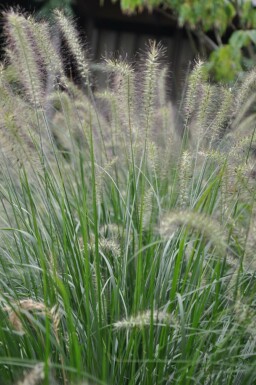 Lampenpoetsersgras Pennisetum alopecuroides 'Hameln' 5-10 Pot P9 Pennisetum alopecuroides 'Hameln'