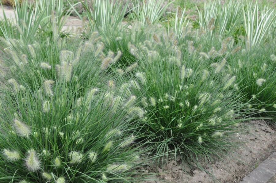 Lampenpoetsersgras Pennisetum alopecuroides 'Little Bunny' 10-15 Pot C2 Pennisetum alopecuroides 'Little Bunny'