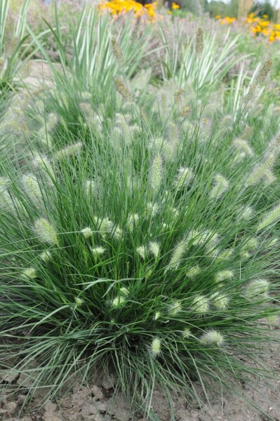 Lampenpoetsersgras Pennisetum alopecuroides 'Little Bunny' 5-10 Pot P9 Pennisetum alopecuroides 'Little Bunny'