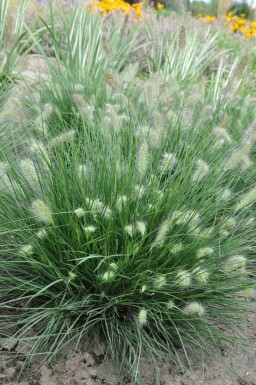 Lampenpoetsersgras Pennisetum alopecuroides 'Little Bunny' 5-10 Pot P9 Pennisetum alopecuroides 'Little Bunny'