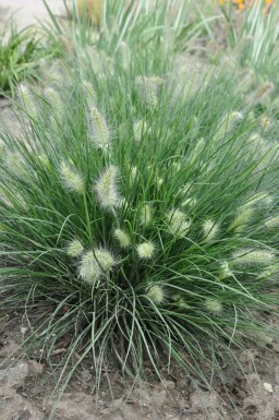 Lampenpoetsersgras Pennisetum alopecuroides 'Little Bunny' 5-10 Pot P9