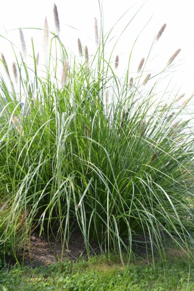 Lampenpoetsersgras Pennisetum alopecuroides 'Magic' 5-10 Pot P9 Pennisetum alopecuroides 'Magic'