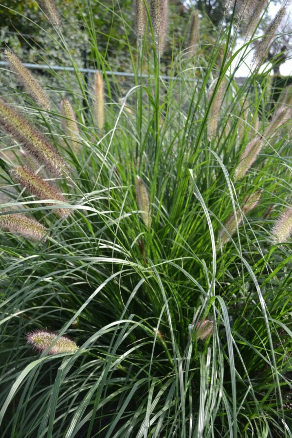 Lampenpoetsersgras Pennisetum alopecuroides 'Magic' 5-10 Pot P9 Pennisetum alopecuroides 'Magic'
