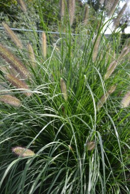 Lampenpoetsersgras Pennisetum alopecuroides 'Magic' 5-10 Pot P9 Pennisetum alopecuroides 'Magic'