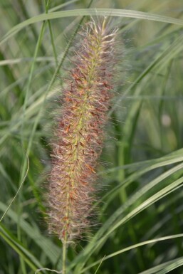 Lampenpoetsersgras Pennisetum alopecuroides 'Magic' 5-10 Pot P9 Pennisetum alopecuroides 'Magic'