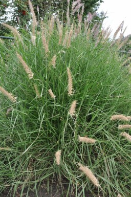 Lampenpoetsersgras Pennisetum orientale 5-10 Pot P9