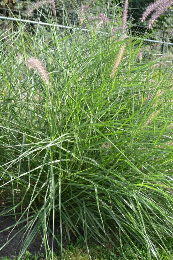 Lampenpoetsersgras Pennisetum orientale 5-10 Pot P9 Pennisetum orientale